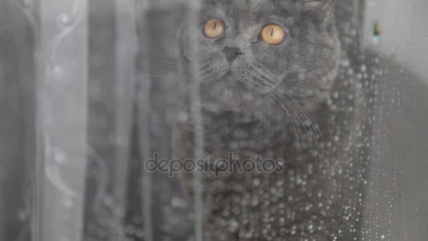 Chat Triste Avec Grands Yeux Orange Regardant Par Fenêtre Pluie — Video