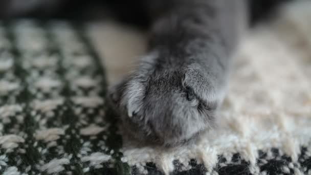 Dedo Hombre Acaricia Primer Plano Pata Del Gato Fondo Cuadros — Vídeos de Stock