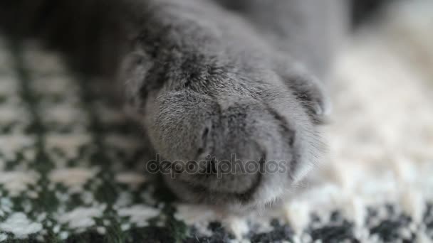 Dedo Hombre Acaricia Primer Plano Pata Del Gato Fondo Cuadros — Vídeos de Stock