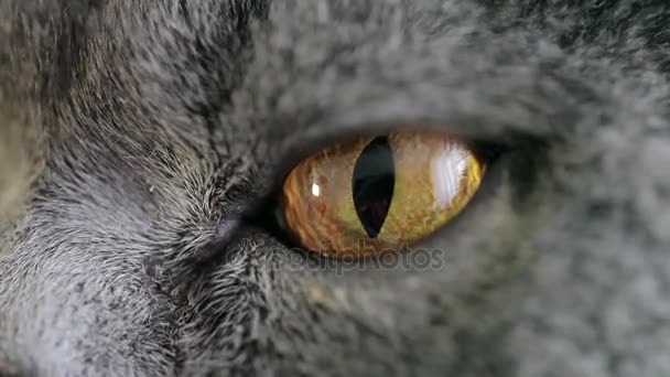 Közeli Kép Macska Nagy Narancssárga Szemmel Néz Dühös Brit Macska — Stock videók