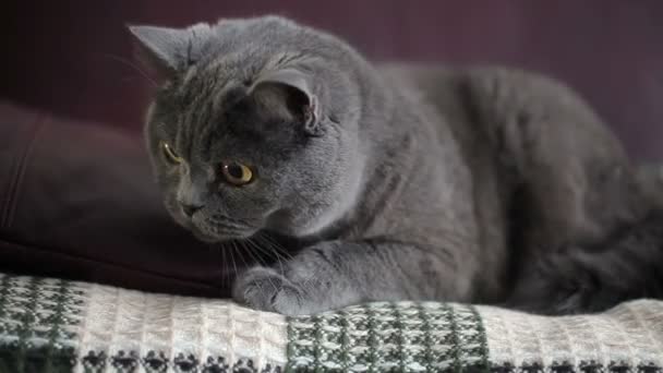 Katt Med Stora Orange Ögon Sitter Vin Soffa Och Roliga — Stockvideo