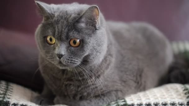 Gato Con Grandes Ojos Anaranjados Sentado Sofá Vinoso Aspecto Divertido — Vídeo de stock