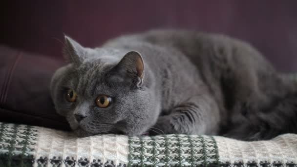 Gato Con Grandes Ojos Anaranjados Sentado Sofá Vinoso Aspecto Divertido — Vídeo de stock