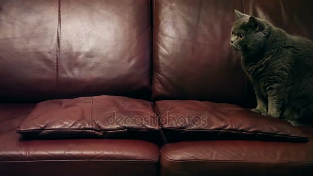 Big Furry Cat Jumps Pillows Sofa — Stock Video