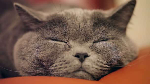 Chat Gris Drole Sur Un Canape Video Videodream C Chat Gris Drole Sur Un Canape Video Videodream C