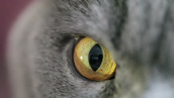 Крупный План Злого Кошачьего Глаза Носа Британская Кошка — стоковое видео