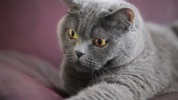 Katze Mit Großen Orangefarbenen Augen Auf Weinerlichem Sofa Sitzend Und — Stockvideo