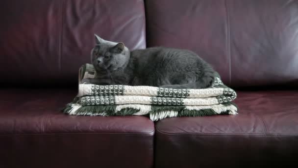 Mano Hombre Acaricia Malvado Gato Grande Acostado Sofá Sobre Una — Vídeos de Stock