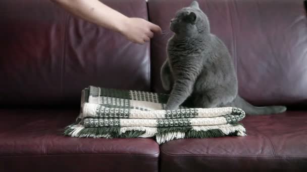 Man Hand Strokes Evil Big Cat Lying Sofa Rug — Stock Video