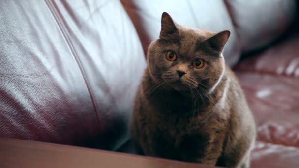 Gato Com Grandes Olhos Laranja Caça Gato Britânico Olhando Engraçado — Vídeo de Stock