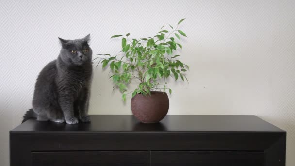 Katze Mit Großen Orangefarbenen Augen Sitzt Auf Dunkler Holzoberfläche Der — Stockvideo