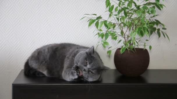 Γάτα Μεγάλα Μάτια Πορτοκαλί Ξαπλωμένος Σκούρα Επιφάνεια Ξύλου Κοντά Φυτό — Αρχείο Βίντεο