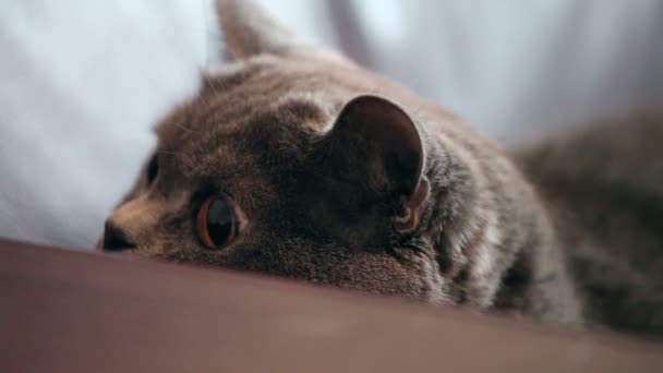 Katt Med Stora Orange Ögon Jagar Brittiska Katt Söker Roliga — Stockvideo