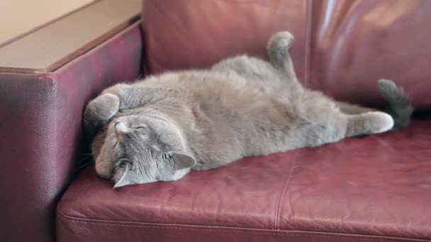 ソファで寝ている大きなオレンジ目の猫し 目を覚ます イギリスの猫 — ストック動画