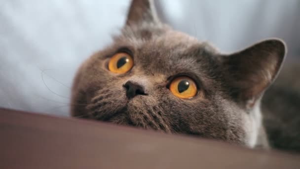 Γάτα Μεγάλα Πορτοκαλί Μάτια Κυνηγά Βρετανική Γάτα Κοιτάζω Αστείος — Αρχείο Βίντεο
