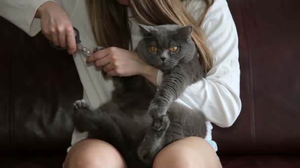 大橙色眼睛的猫 女孩切猫的爪子 英国猫看起来滑稽 — 图库视频影像