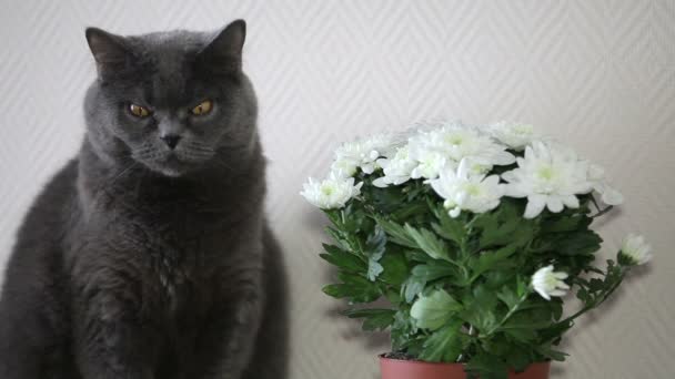 Gato Con Grandes Ojos Anaranjados Sentado Superficie Madera Oscura Cerca — Vídeos de Stock