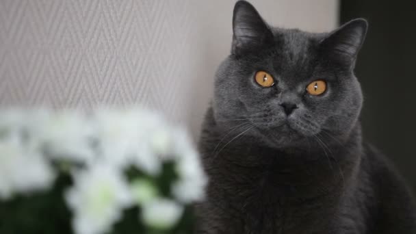 Gato Con Grandes Ojos Anaranjados Sentado Superficie Madera Oscura Cerca — Vídeo de stock