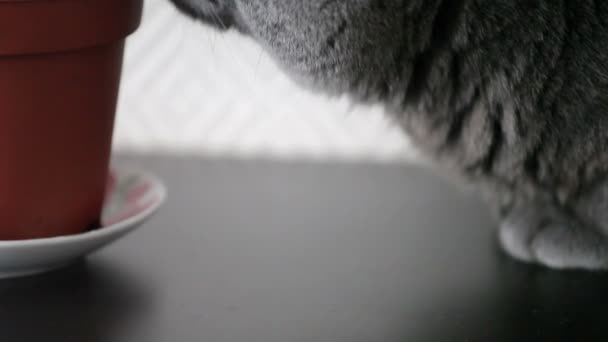 Cat Big Orange Eyes Smells Houseplant Dark Wood Surface Inglés — Vídeo de stock