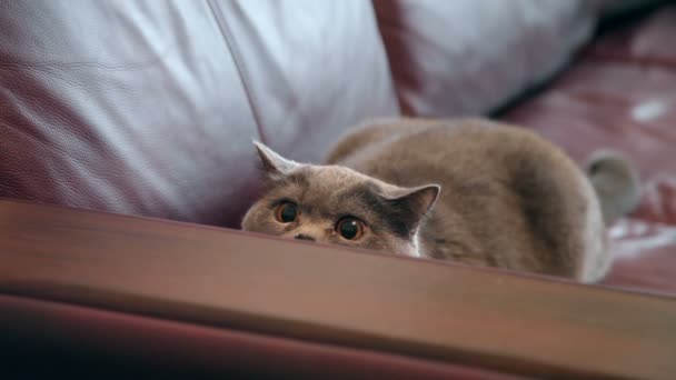 Kot Duże Oczy Pomarańczowy Poluje Kot Brytyjski Wyglądający Zabawny — Wideo stockowe