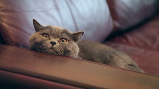 Katt Med Stora Orange Ögon Ligger Soffan Brittiska Katt Söker — Stockvideo