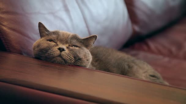 大きなオレンジ色の目を持つ猫はソファーであります イギリスの猫を見る面白い — ストック動画