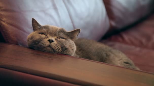 Katt Med Stora Orange Ögon Ligger Soffan Brittiska Katt Söker — Stockvideo