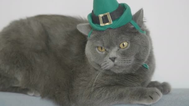 Nahaufnahme Der Katze Mit Grünem Hut Feiert Den Patrick Day — Stockvideo