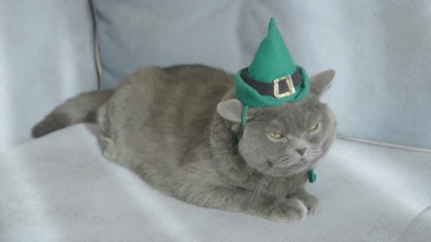 Gato Chapéu Verde Celebra Dia São Patrício Dia São Patrício — Vídeo de Stock