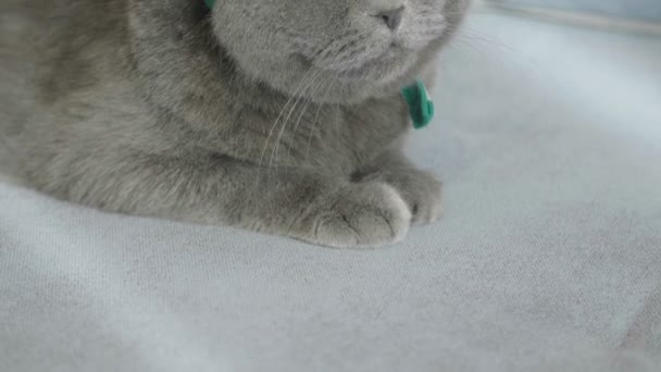 Gros Plan Chat Chapeau Vert Célébration Saint Patrick Saint Patrick — Video