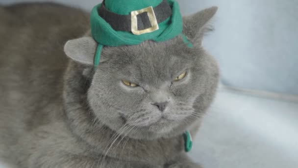 緑の帽子聖パトリックを祝う日猫のクローズ アップ 聖パトリックの日 帽子の猫 イギリスの猫 — ストック動画