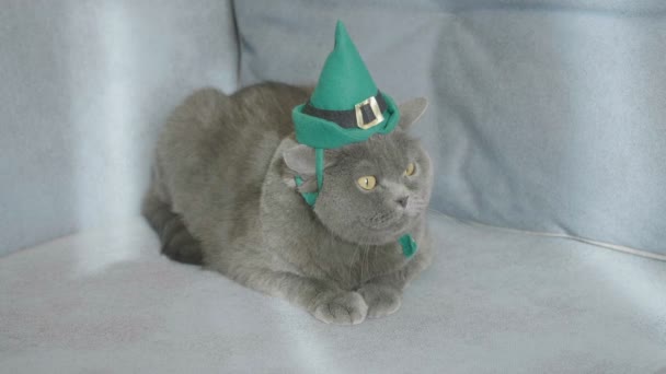 Γάτα Στο Καπέλο Πράσινο Γιορτάζει Του Αγίου Πατρικίου Ημέρα Ημέρα — Αρχείο Βίντεο