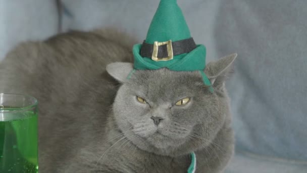 Nahaufnahme Der Katze Mit Grünem Hut Feiert Patrick Day Der — Stockvideo