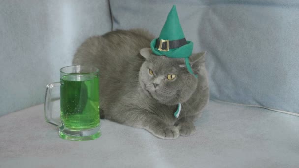 緑の帽子の緑色のビールに近い聖パトリックを祝う日聖パトリックの日に猫 聖パトリックの日 帽子の猫 イギリスの猫 — ストック動画