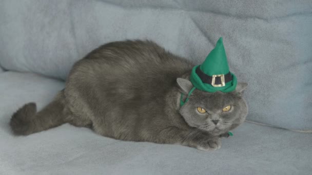 Gato Con Sombrero Verde Celebra Día San Patricio Cerca Cerveza — Vídeos de Stock