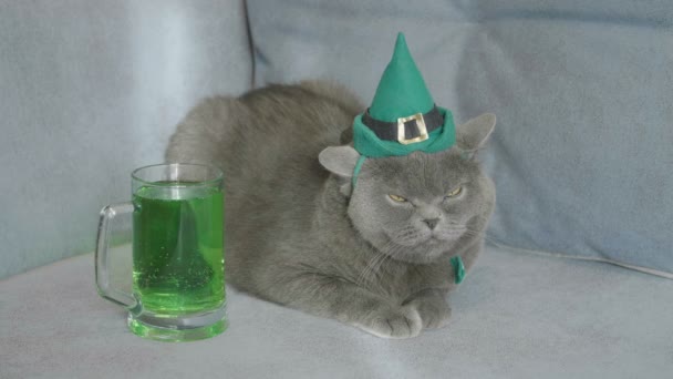 Cat Cappello Verde Celebra Giorno San Patrizio Vicino Alla Birra — Video Stock