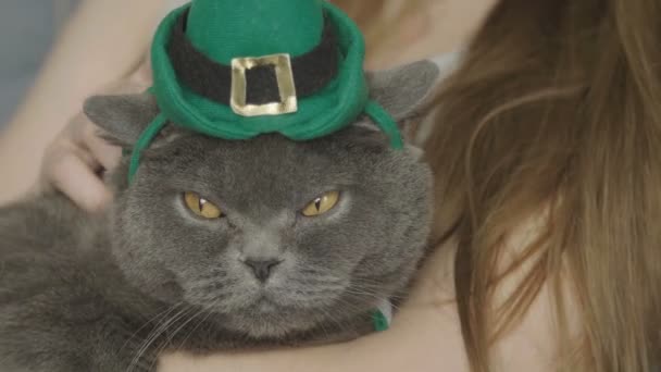 特写的女人抚摸着猫的绿色帽子 戴着帽子的猫庆祝圣帕特里克节 圣帕特里克节 英国猫 — 图库视频影像