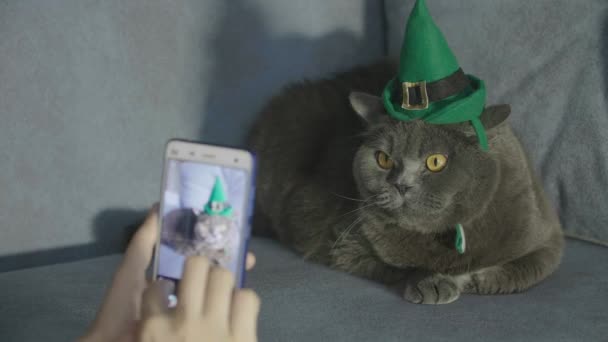 女性の携帯電話上の緑の帽子の猫の写真を取る 猫帽子聖パトリックを祝う日 聖パトリックの日 イギリスの猫 — ストック動画