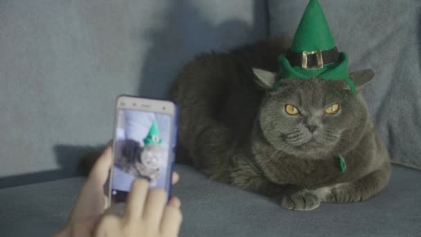 Woman Takes Photo Cat Green Hat Phone Cat Hat Celebrates — Stock Video