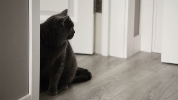 Kedi Ile Büyük Turuncu Gözleri Kaçmak Anne Yürümeyi Öğretmek Bir — Stok video