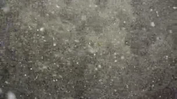 Tunga Fallande Snö Slutet Våren Gröna Träd Bakgrund Våren Snöstorm — Stockvideo