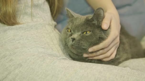 Γυναίκα Χαϊδεύοντας Μια Γάτα Ξαπλωμένη Στον Καναπέ Γκρο Πλαν Βρετανική — Αρχείο Βίντεο