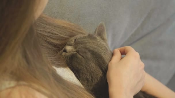 Frau Streichelt Eine Katze Die Auf Dem Sofa Liegt Nahaufnahme — Stockvideo