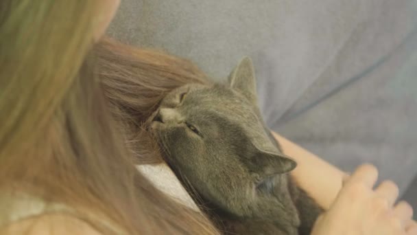 Une Femme Caressant Chat Allongé Sur Canapé Gros Plan Chat — Video