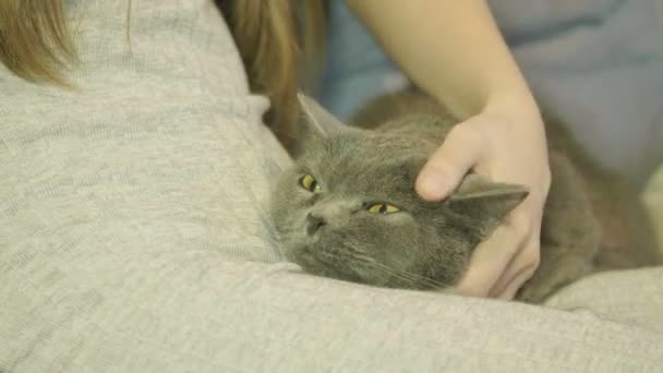 Frau Streichelt Eine Katze Die Auf Dem Sofa Liegt Nahaufnahme — Stockvideo