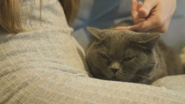 Γυναίκα Χαϊδεύοντας Μια Γάτα Ξαπλωμένη Στον Καναπέ Βρετανική Γάτα Γκρο — Αρχείο Βίντεο