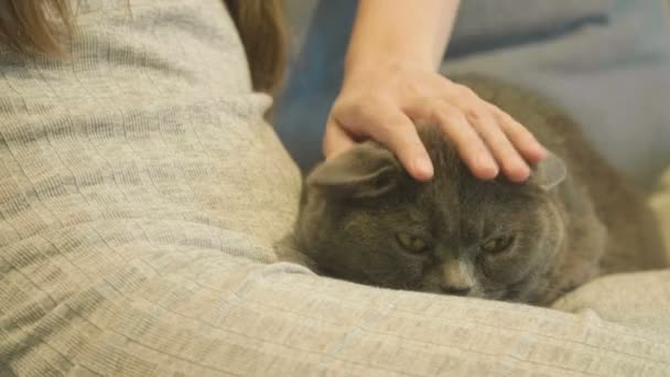 女性はソファに横になっている猫をなでます イギリスの猫 スローモーションのクローズ アップ 女性は 家で猫と遊ぶ布張りの家具にあります 長い髪の女 — ストック動画