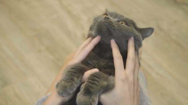 Närbild Kattens Glada Ansikte Närbild Katt Rama Ansiktet Kvinna Smeka — Stockvideo