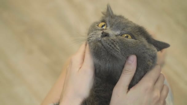 Close Cat Happy Face Close Cat Stroking Face Woman Stroking — Stock Video