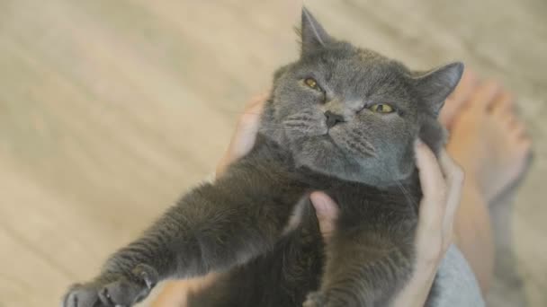 Primer Plano Cara Feliz Del Gato Primer Plano Cara Acariciadora — Vídeos de Stock